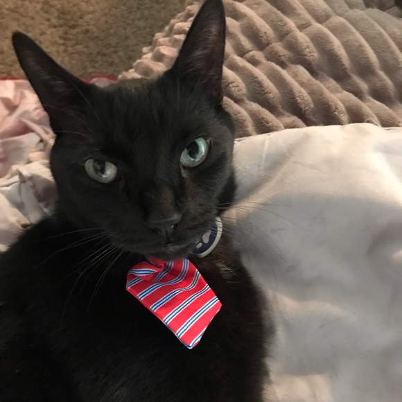 Meet your Posher, Shelly - Picture 1 of 1